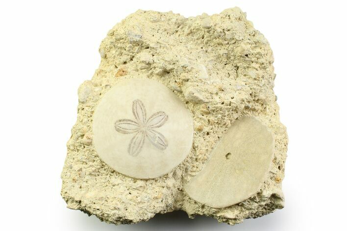 Two Fossil Sand Dollars (Scutella) - France #359684